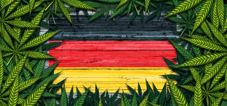 German flag surrounded by cannabis plants