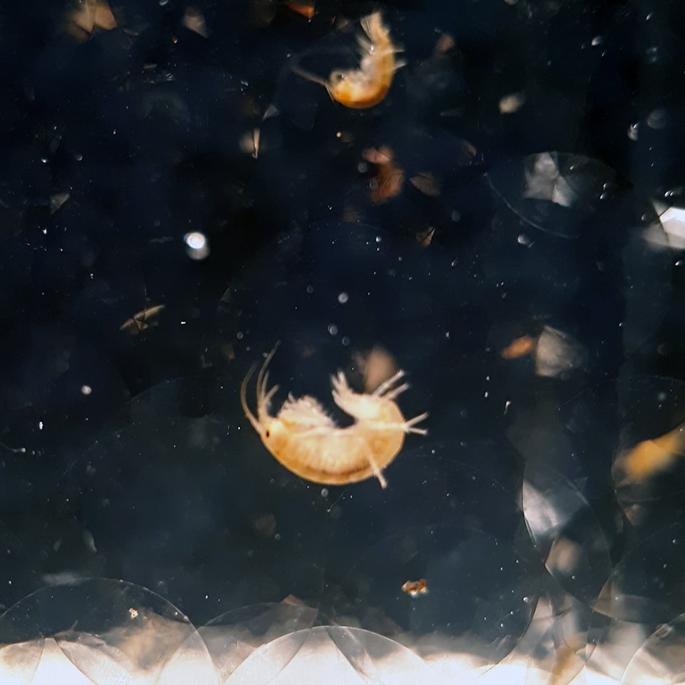 Crustaceans in water