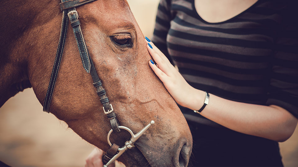 Pictured is a woman stroking a horse. 