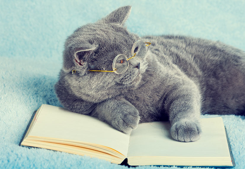 Pictured is a cat reading. 