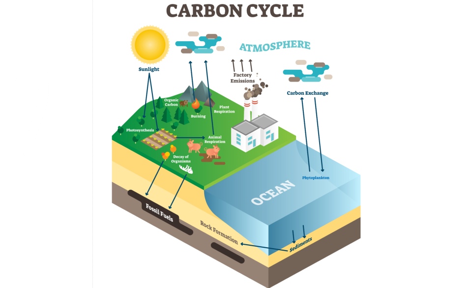 Graphic of the carbon cycle