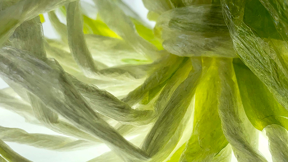 photo of Molly Jackson's work: plastic wrap used to mimic seaweed