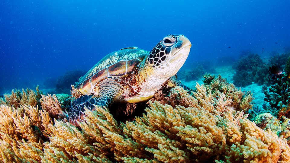 A turtle on a bed of coral. 