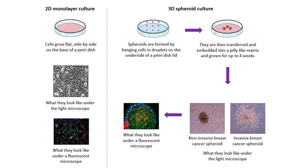 Image showing the benefits of 3D cancer models compared to 2D. 