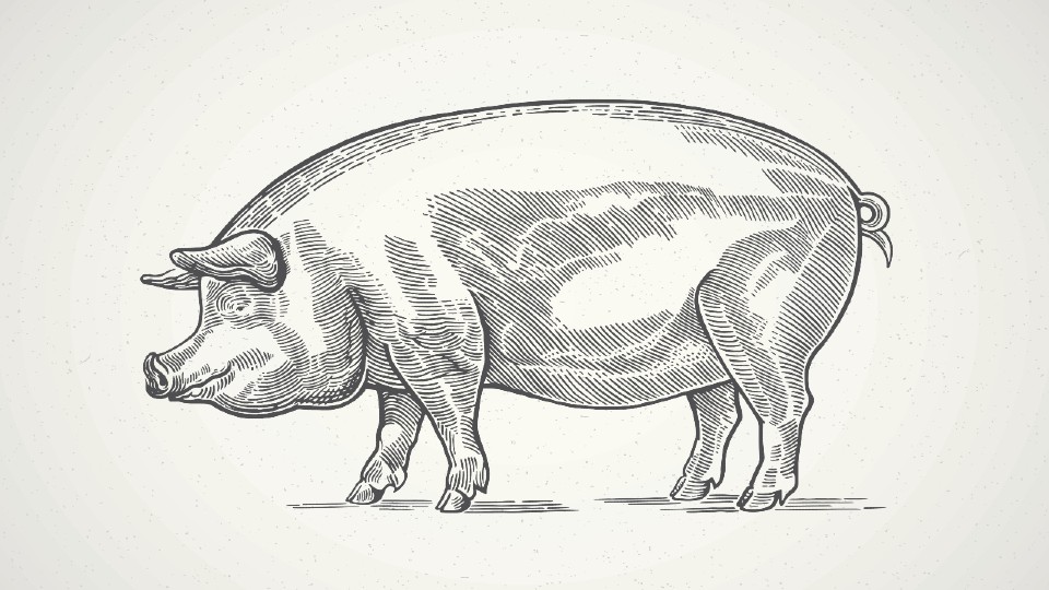 Sketch of a pig 