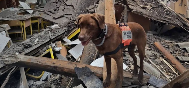 Libby the rescue dog stands in rubble in Ukraine