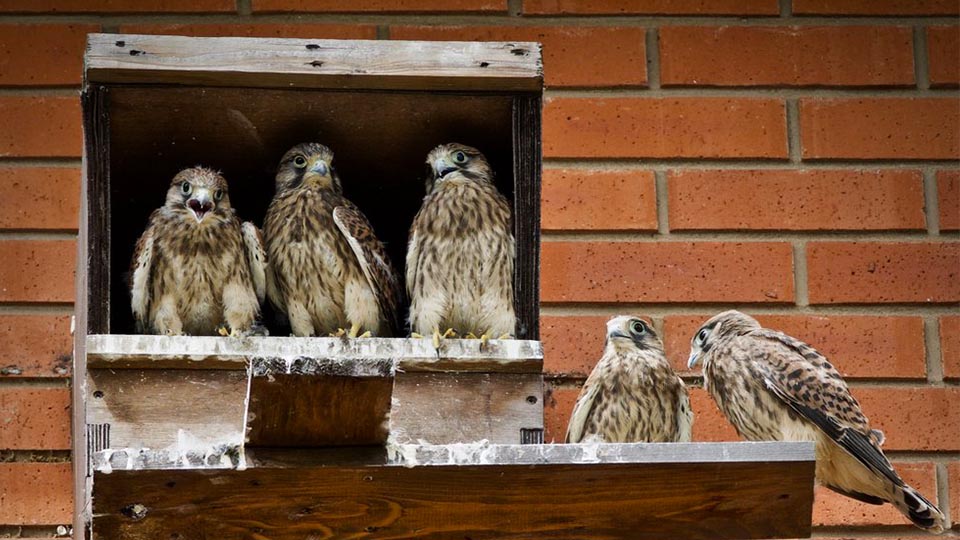 Some kestrels making a home for themselves at the university