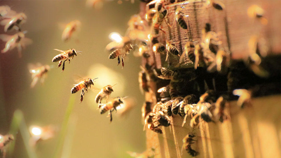 photo of honeybees flying around and landing close to hive