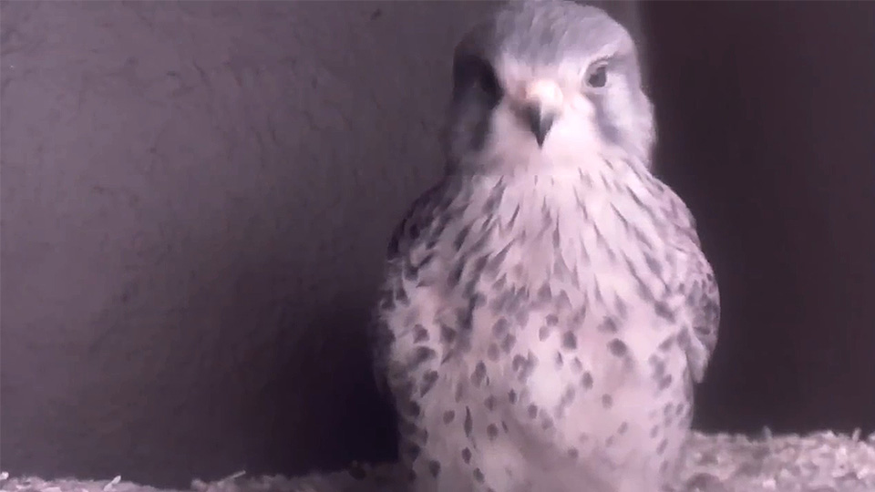 Pictured is the kestrel in the University nest box. 