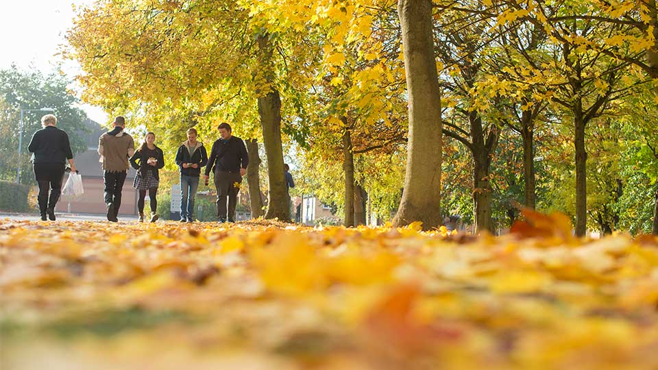 Pictured are students walking along a leafy path. 