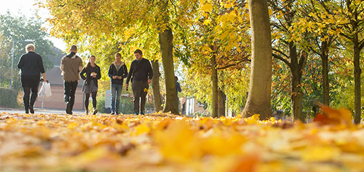 Pictured are students walking on a leafy path.