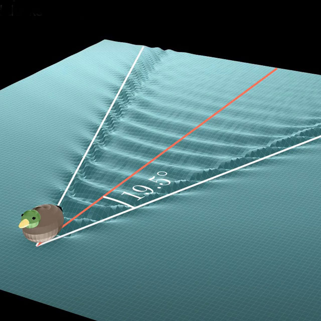Illustration of a duck swimming showing the constant 19.5° angle that dictates the formation of a wake