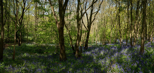 Pictured are bluebells in Burleigh Wood. 