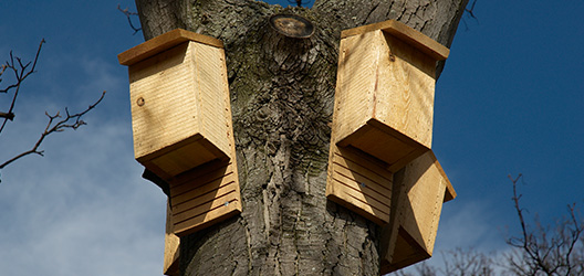 Pictured are bat boxes. 