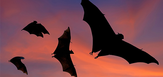 Bats in flight. 