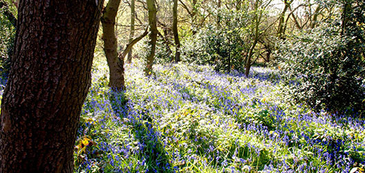 photo of the bluebells in Burleigh Woods