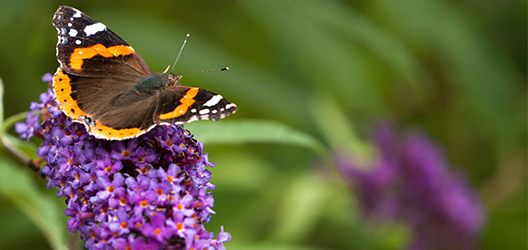 photo of a butterfly on a buddleia plant 