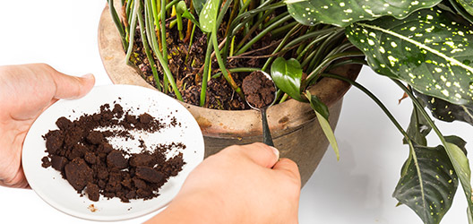 Pictured is a person putting coffee grounds into a plant pot. 