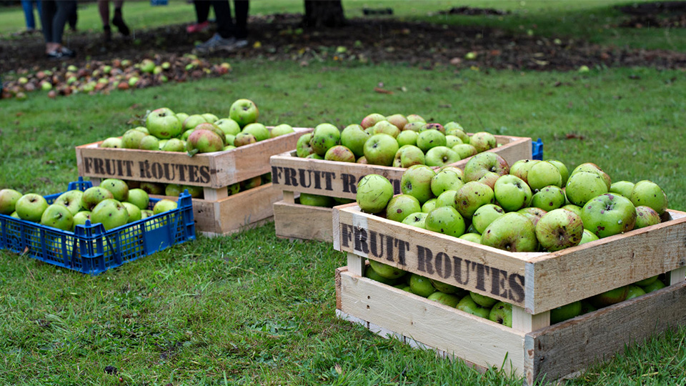 photo of harvested apples in boxes