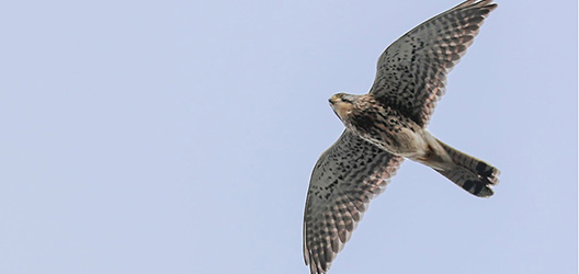 Pictured is a kestrel flying. Image courtesy of Mark McCall Photography (www.markjsmccall.com).

