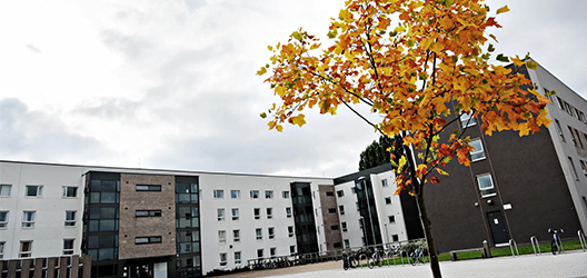 photo of outside of Robert Bakewell halls of residence with autumn tree in front
