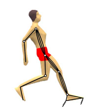 Graphic of simulation model showing the foot and wobbling springs overlaid on the body.