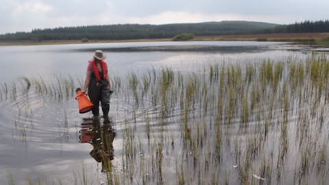 Sue Bell wading in water