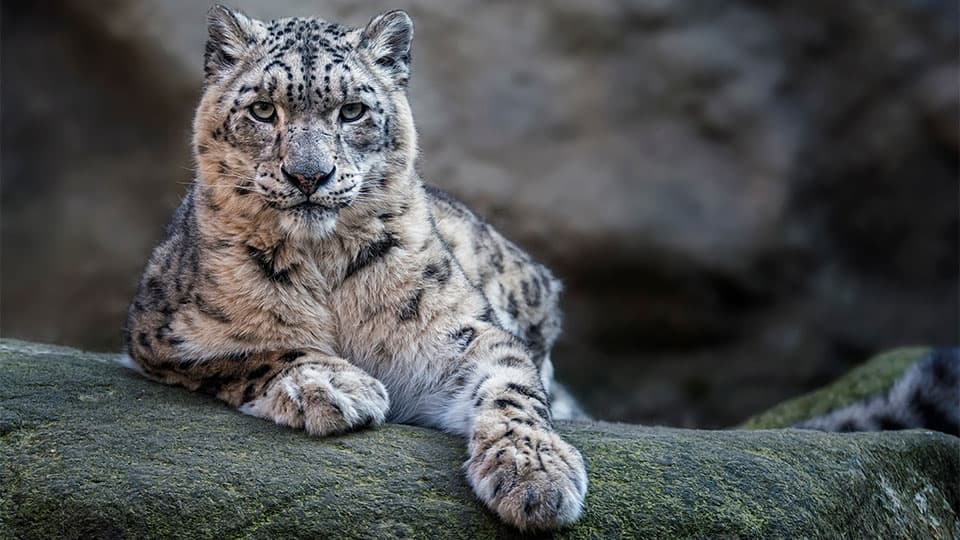 Snow Leopard
