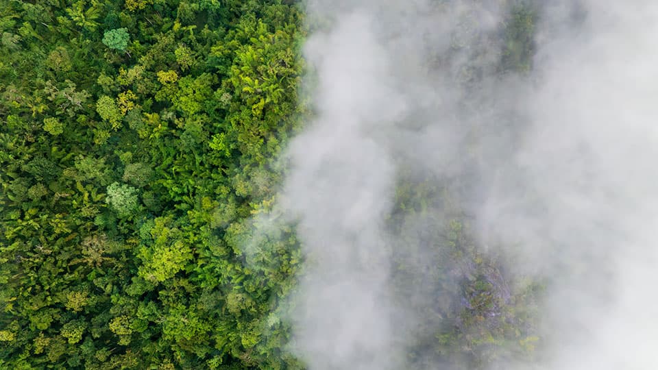 Smoke covering half of the top of a forest