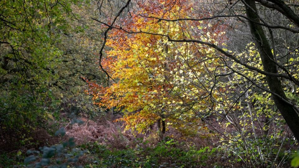 A wood pictured in late autumn with yellowy orange leaves on some of the trees and bare branches