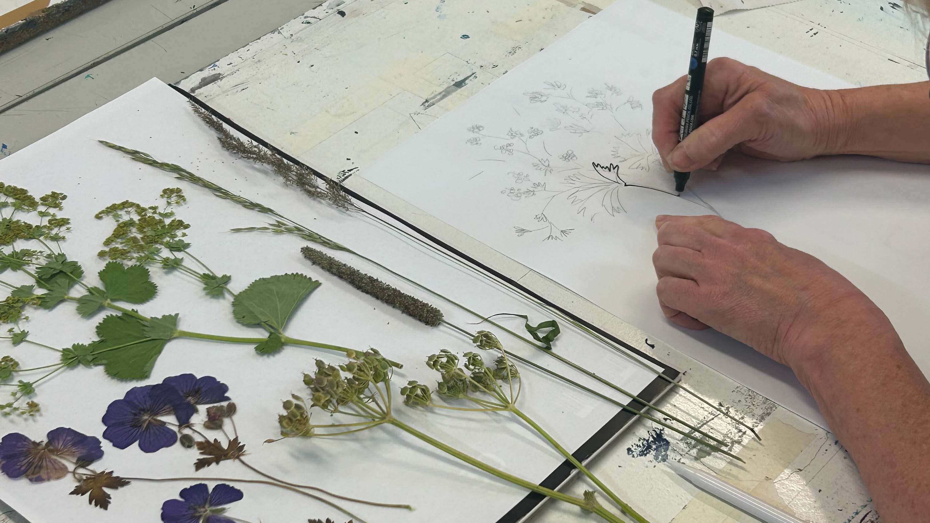 A hand drawing a selection of flowers and leaves which are laid out on a white background
