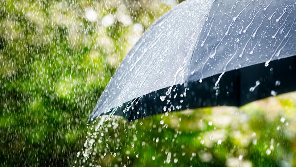 Rain falling on the side of a black umbrella against a background of trees