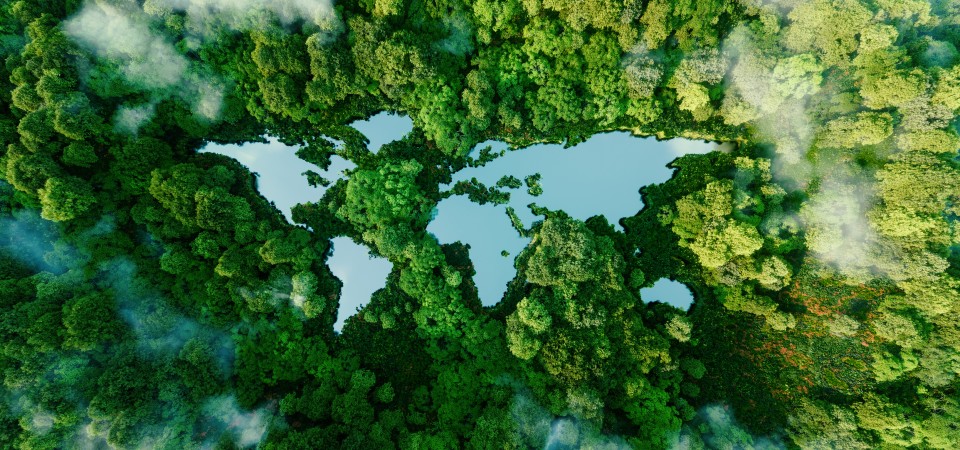 A forest from the air