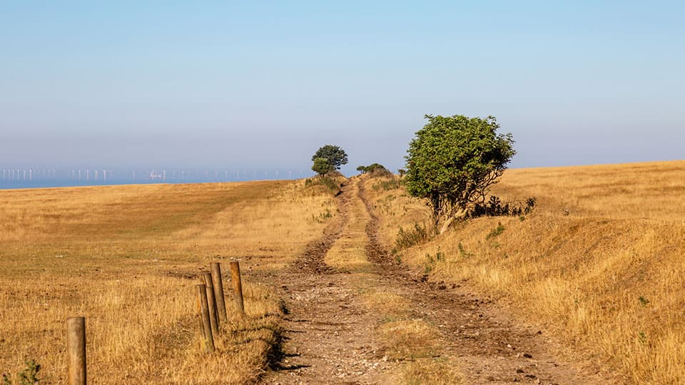 A landscape shot of yellowed fields due to a lack of rain