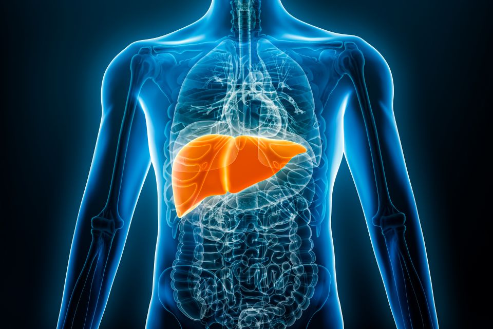 A digital image of the human body showing the liver
