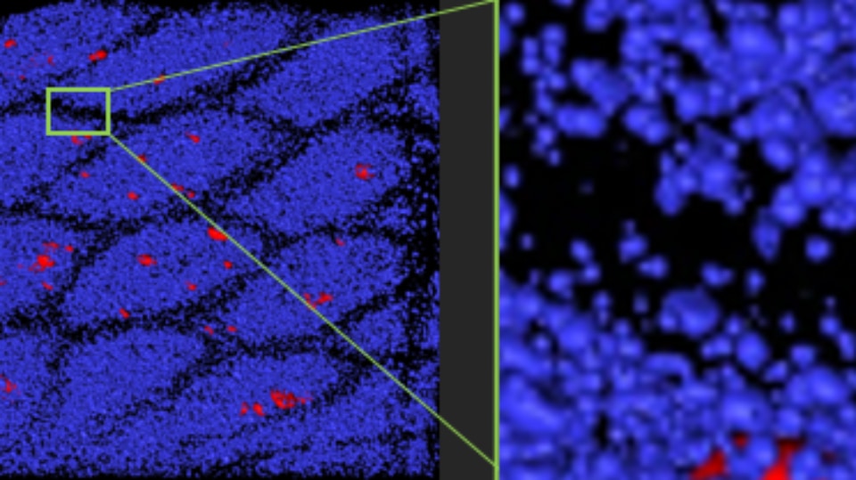 Digital scan of structural concrete composites