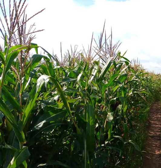 A field of healthy maize crops