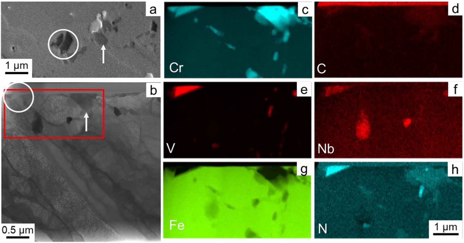 EDS maps showing that the particles present are chemically different