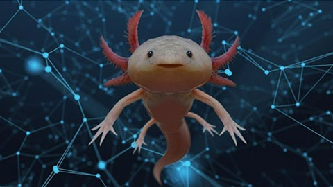 An axolotl
