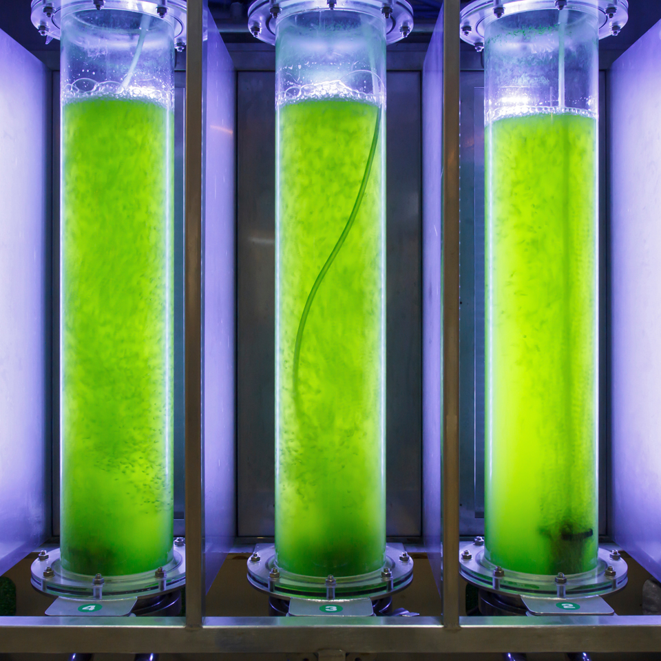 Photobioreactor in lab, cultivating algae