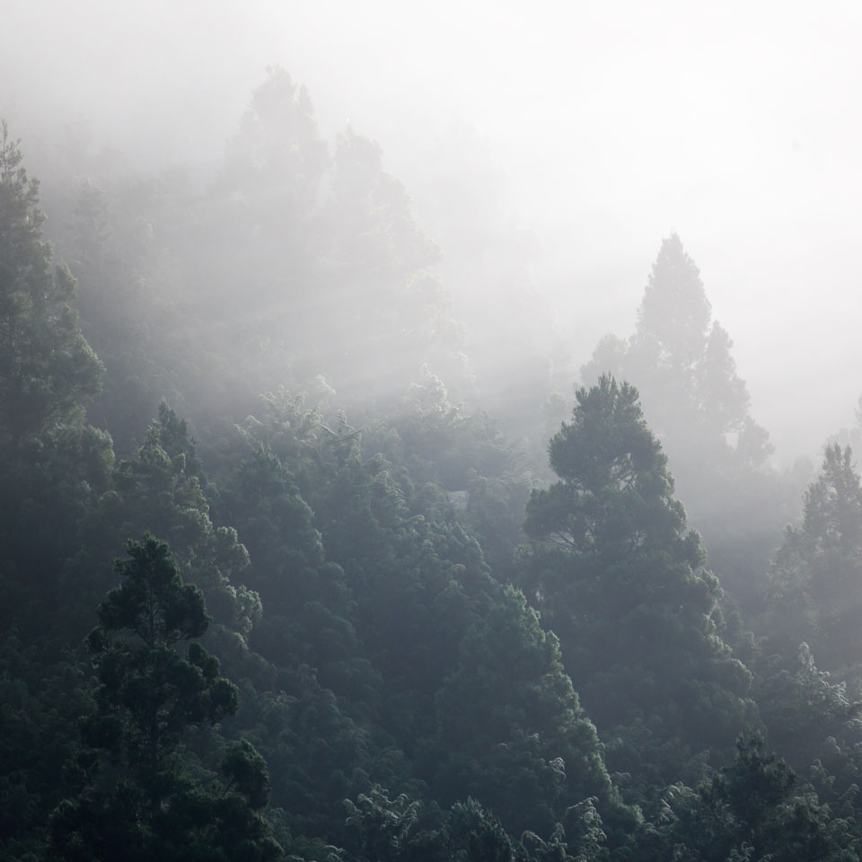 Light scattering through early morning mist, falling in rays over mountain trees