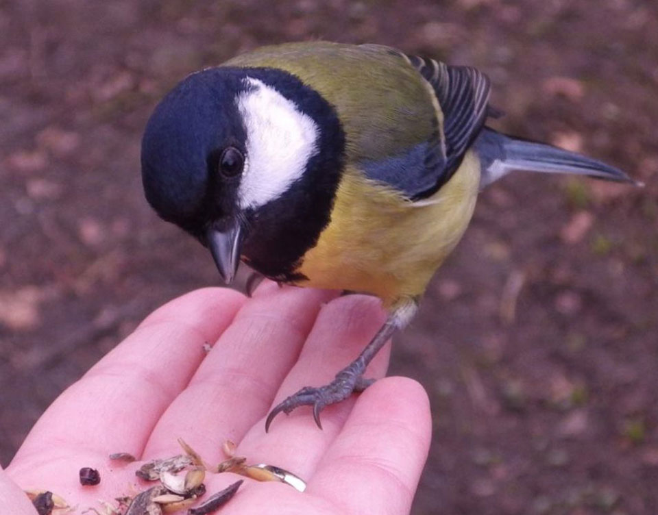 A great tit feeding from someone's hand