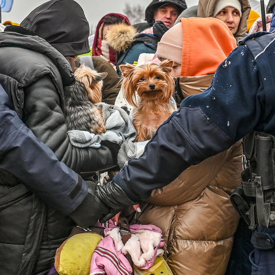 Humans and their animal companions on the Ukrainian-Polish border