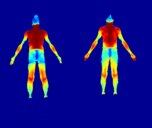 A pair of heatmaps of the human body