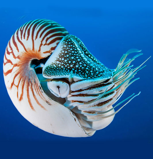 Photograph of a nautilus squid