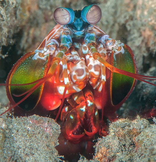 Mantis shrimp can see both infrared and ultraviolet light