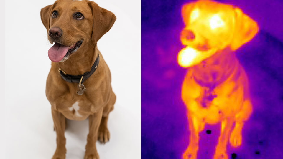 Composite image - a dog, beside the infrared image of the same