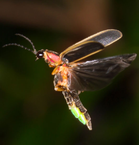 An eastern firefly (Photinus pyralis) on the wing, early evening