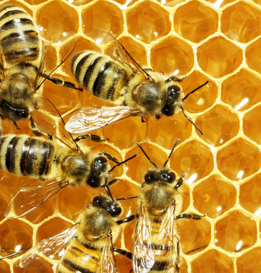 Bees on a honeycomb