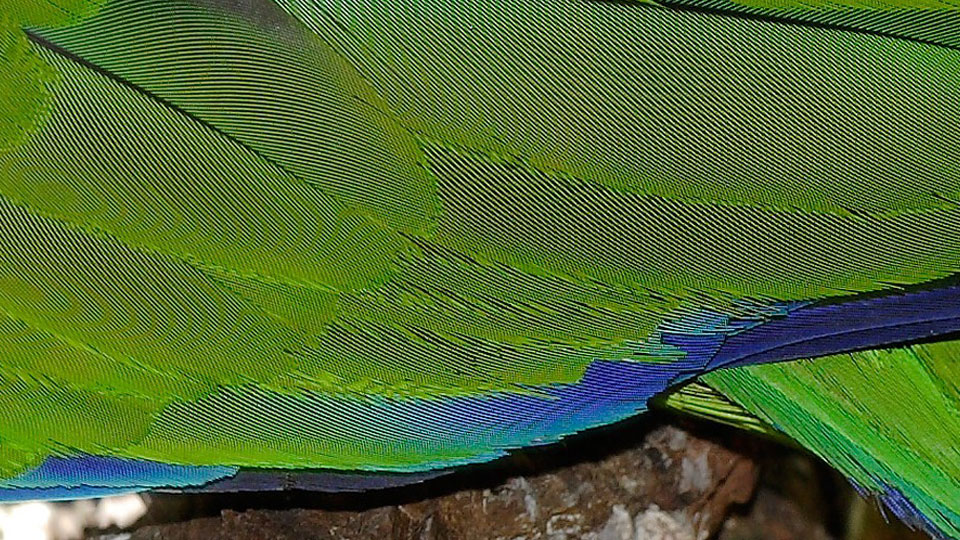 Moiré pattern on a parrot's feathers